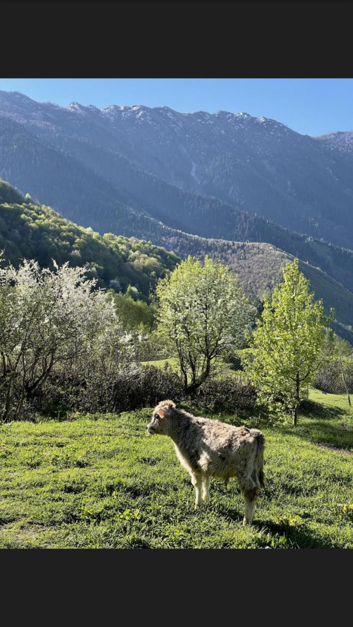 Peak Mazeri Guest House Стая снимка